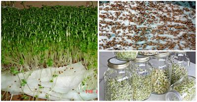 2 cách trồng rau mầm không cần đất siêu nhanh