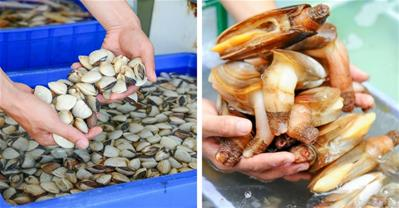 4 Công dụng chữa bệnh từ phần tưởng bỏ đi của hải sản 