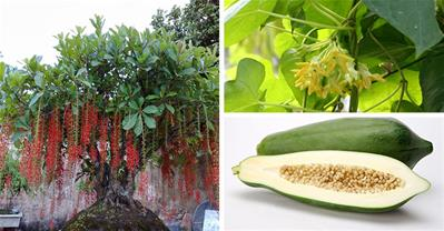 Các cách chữa bệnh trĩ đơn giản không phải mổ