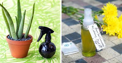 Các cách làm xịt khoáng dưỡng ẩm từ nha đam cho mùa hè