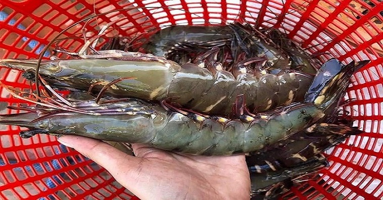 Cách Bảo Quản Hải Sản Tươi Sống Hiệu Quả, Luôn Tươi Ngon
