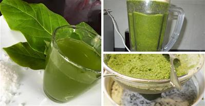Cách chữa viêm họng, sâu răng chỉ với nước lá bàng