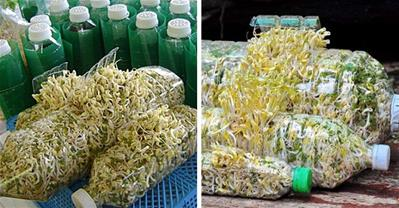 Cách làm giá đỗ bằng CHAI NHỰA  đơn giản, AN TOÀN lại tiết kiệm