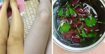 Cách làm trắng da cực hiệu quả hơn đi spa từ lá tí tô
