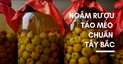 Cách ngâm rượu táo mèo theo CÔNG THỨC CHUẨN của người Tây Bắc