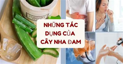 Cây nha đam có tác dụng gì? - Kiến thức về nha đam giúp Bạn Sống Khỏe Hơn!