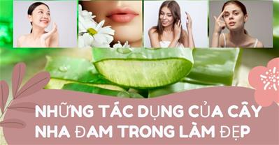Cây nha đam có tác dụng gì? Những lợi ích tuyệt vời trong làm đẹp