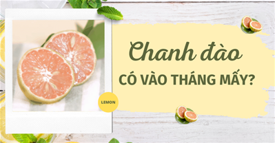 Chanh đào có vào tháng mấy?Cách chọn chanh đào KHÔNG HÓA CHẤT cực mọng nước