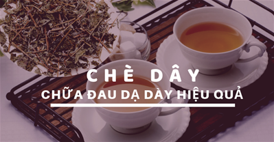 Chè dây là gì? Cách chữa đau dạ dày hiệu quả, không tác dụng phụ