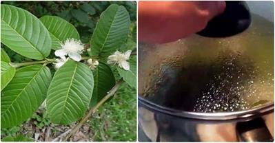 Chữa dứt điểm viêm ngứa âm đạo trong 3 ngày bằng lá cây