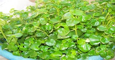 Chữa khỏi bệnh tiểu đường, đau mỏi lưng nhờ 1 nắm rau 