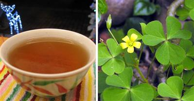 Chữa viêm họng cho trẻ từ cây cỏ dại 2 ngày là khỏe re