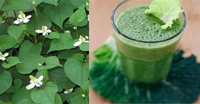 Công thức dưỡng da và ngăn lão hóa chỉ với diếp cá