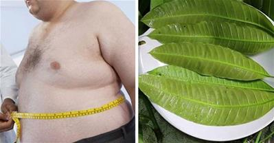 Điều trị bệnh tiểu đường không tái phát với thần dược