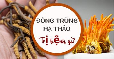 Đông trùng hạ thảo trị bệnh gì? Một số tác dụng giúp cải thiện bệnh