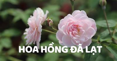 Gợi ý cách chăm sóc và nơi mua hoa hồng Đà Lạt về trồng, đúng giá