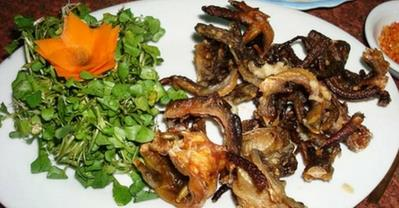 Hành trình đầy khó khăn để săn tìm thằn lằn núi Bà Đen