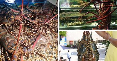 Hành trình mang BIỂN ĐÔNG về giữa phố thị