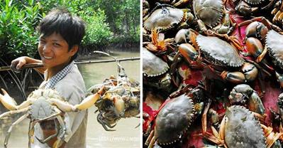 Học Út Cà Mau cách lựa Cua Cà Mau tươi, khỏe, chính gốc