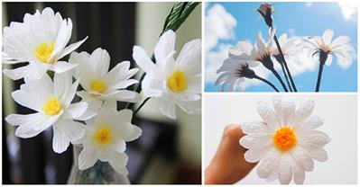 Khéo tay làm hoa cúc họa mi trưng Tết đẹp đến ngỡ ngàng