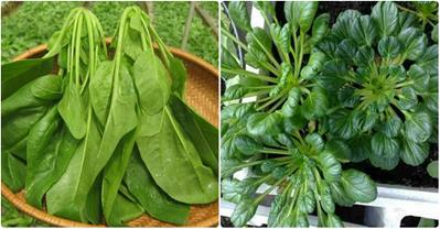 Loại rau chữa suy giảm ham muốn sau sinh cực hay