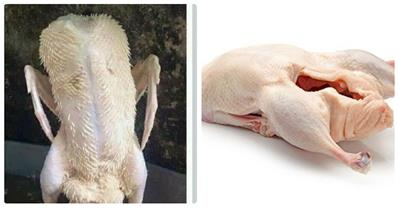 Mẹo nhổ lông vịt nhanh và sạch chưa đến 10 phút