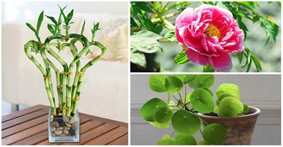 Năm mới cứ trồng 5 cây này, tài lộc tự chạy vào nhà