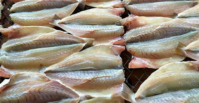 Những điều cần biết về cá một nắng bạn đã biết ?