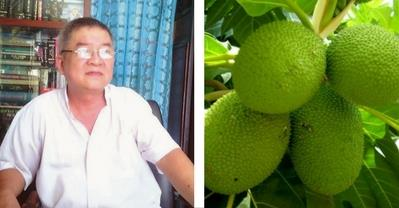 Tác dụng chữa bệnh tiểu đường, gout, huyết áp từ sa kê