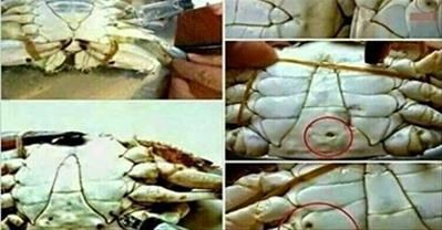 Thật giả lẫn lộn, đâu là nhà hàng hải sản đảm bảo? 