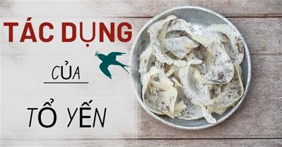 Tổ yến có tác dụng gì - Những lợi ích tuyệt vời của tổ yến cho sức khỏe