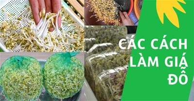 TỔNG HỢP cách làm giá đỗ NHANH NHẤT bằng chai nhựa, rổ, xoong, túi lưới
