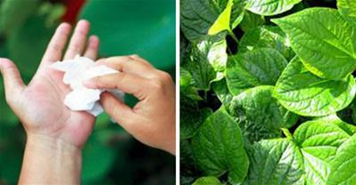 Trị bệnh ra mồ hôi tay chân dứt điểm chỉ với 1 nắm lá