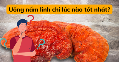 Uống nấm linh chi vào lúc nào tốt nhất để tăng cường sức khỏe?
