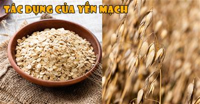 Yến mạch là gì? Phân loại, giá trị dinh dưỡng và tác dụng của yến mạch