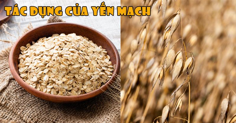 Yến mạch là gì? Phân loại, giá trị dinh dưỡng và tác dụng của yến mạch