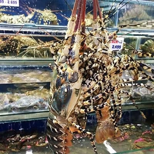 Hải Sản Biển Đông Ngô Thì Nhậm